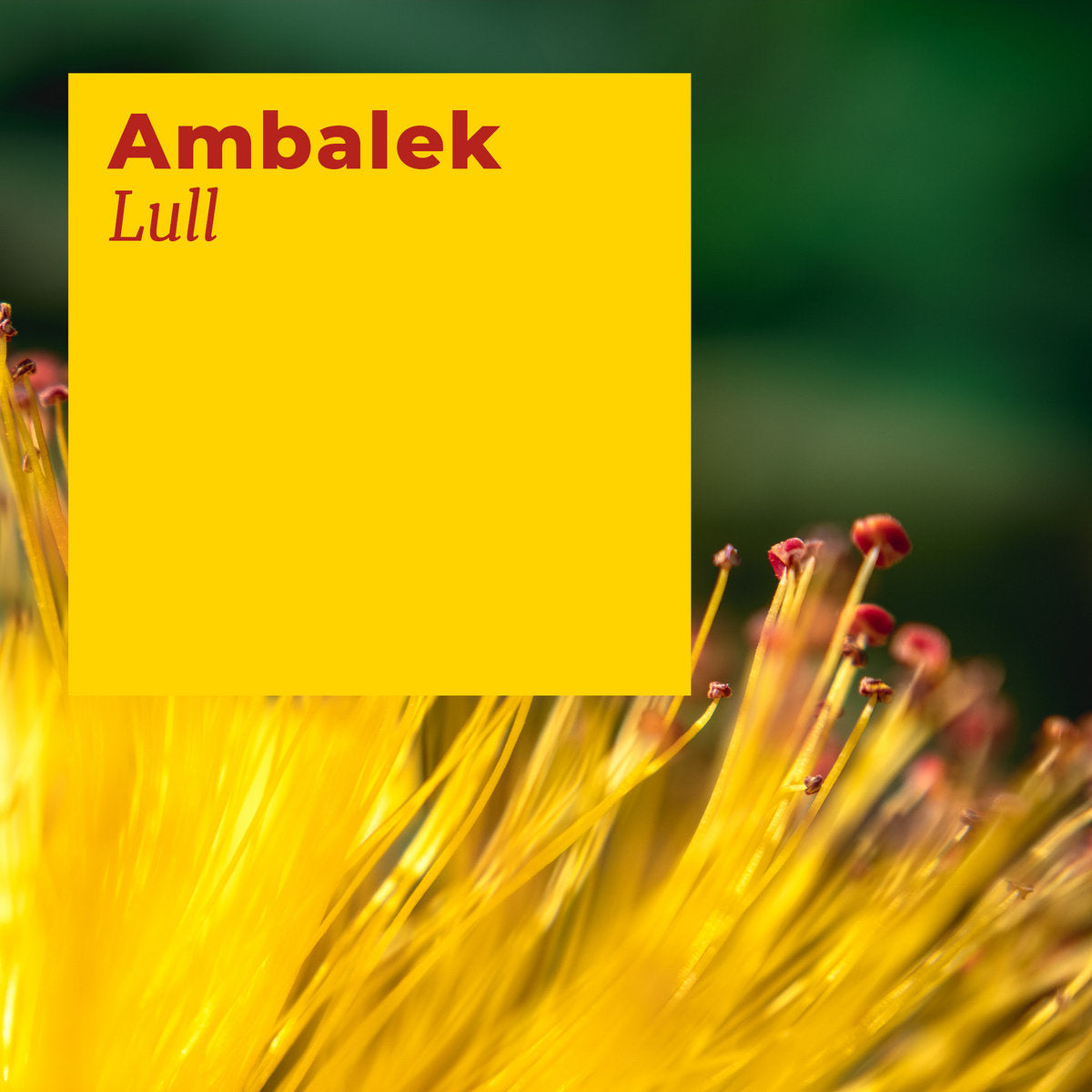 ambalek 'Lull' [CS]