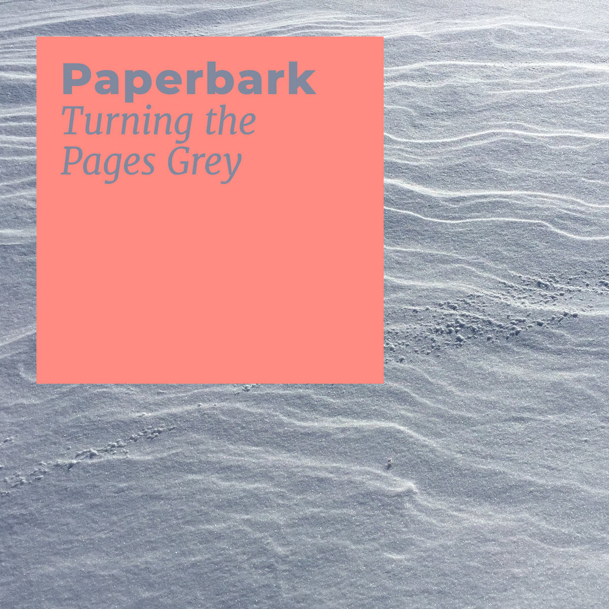 Paperbark 'Turning the Pages Grey' [CS]