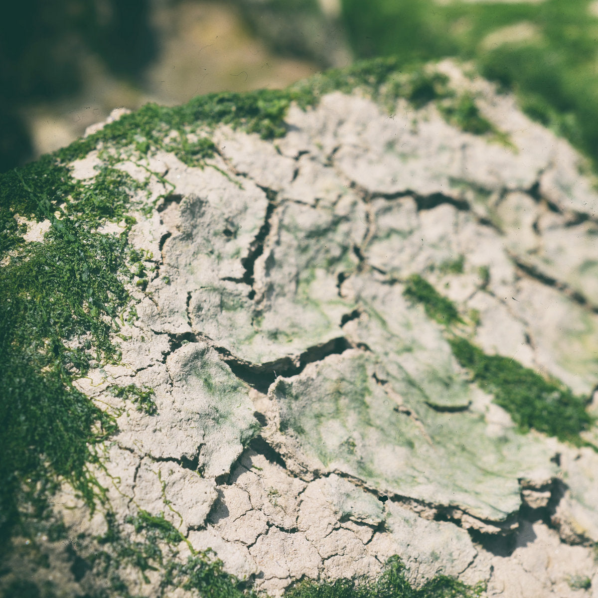 Jeannine Schulz 'Humble' [CD]