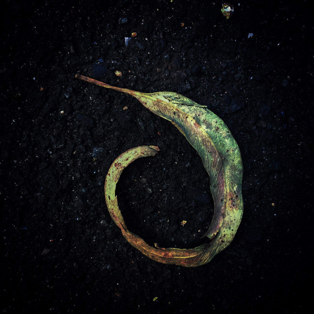 Purl 'Evighetsblomma' [CS]